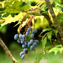 ヒイラギナンテン