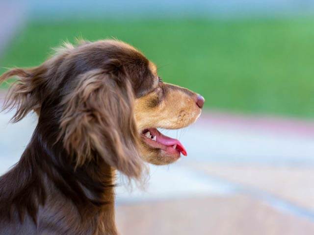 ペット足洗い場