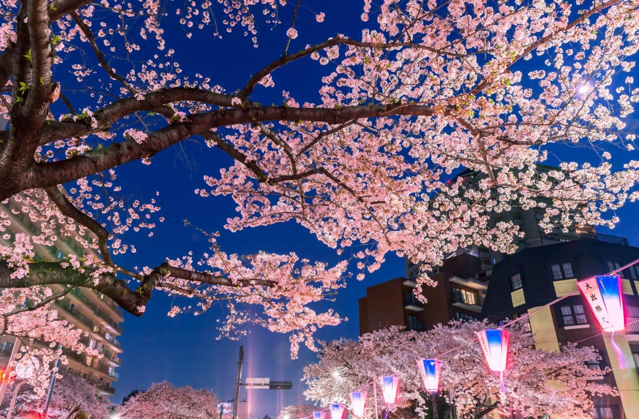 文京さくらまつりイメージ