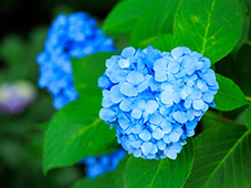 アジサイ
