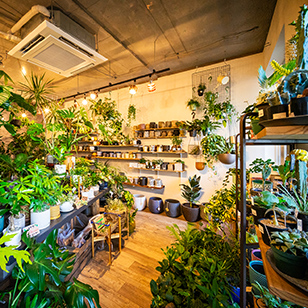 Green Gallery GRANDE（グリーン・ギャラリー・グランデ）吉祥寺［観葉植物専門店］