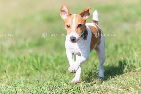 ペット足洗い場 image photo