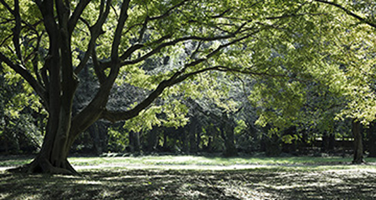 リンク背景画像：砧公園（徒歩7分/約530m）
