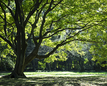 砧公園 写真