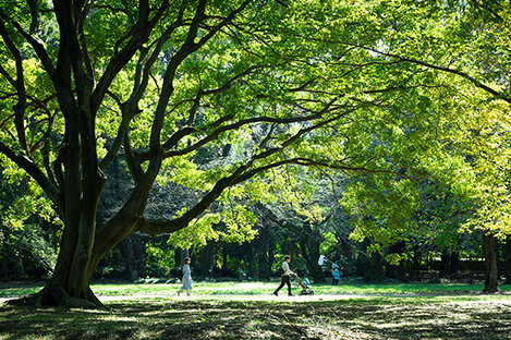 砧公園