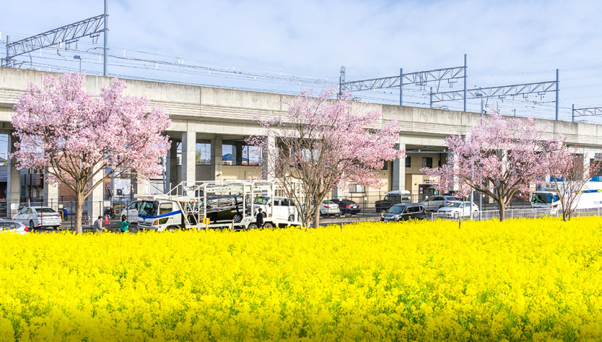 菜の花畑（徒歩3分／約230m）
