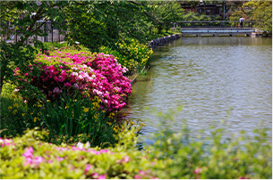 桃ヶ池公園（約480m）