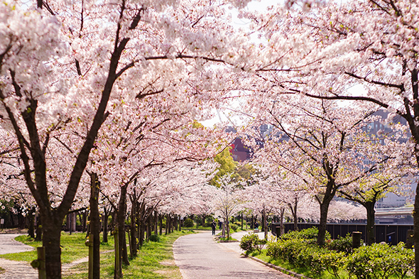 毛馬桜之宮公園