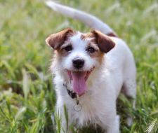 ペット飼育可※1